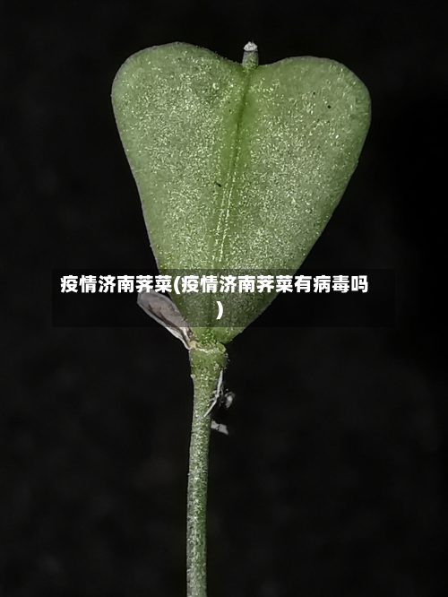 疫情济南荠菜(疫情济南荠菜有病毒吗)