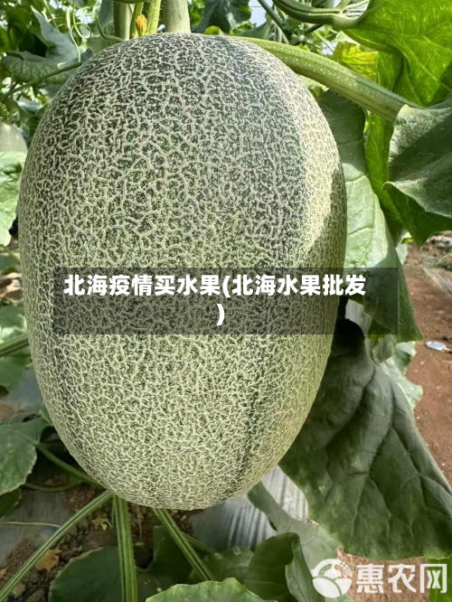 北海疫情买水果(北海水果批发)