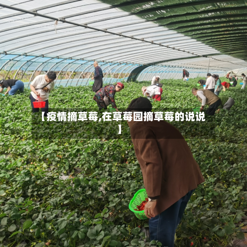 【疫情摘草莓,在草莓园摘草莓的说说】-第2张图片