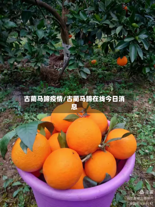 古蔺马蹄疫情/古蔺马蹄在线今日消息-第3张图片