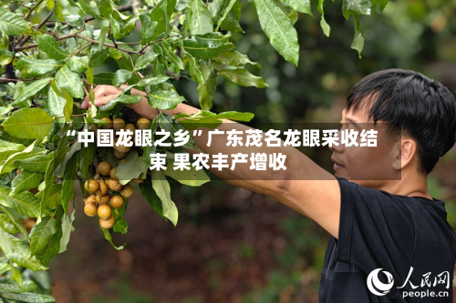 “中国龙眼之乡	”广东茂名龙眼采收结束 果农丰产增收-第2张图片