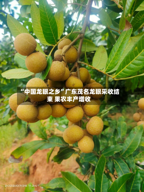 “中国龙眼之乡”广东茂名龙眼采收结束 果农丰产增收-第3张图片