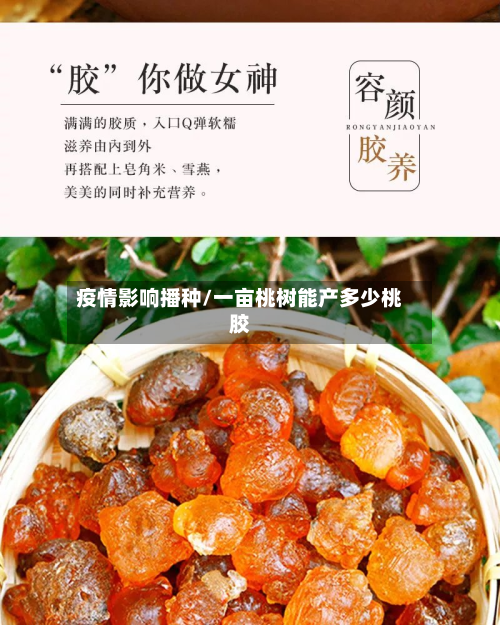疫情影响播种/一亩桃树能产多少桃胶